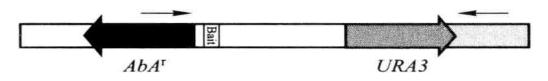 CR detection of insertion of pBait-AbAi