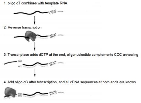 Principle of SMARTTM Technology to Synthesize cDNA