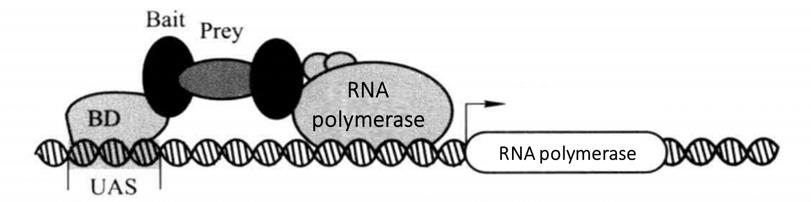 Schematic Diagram of Classical Yeast Two Hybrid Principle