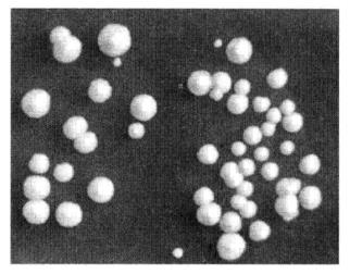 Principal and Protocol of Yeast Two Hybrid System