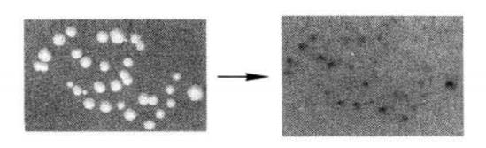 Detection of β-galactosidase Expression by Filter Paper Transfer Assay