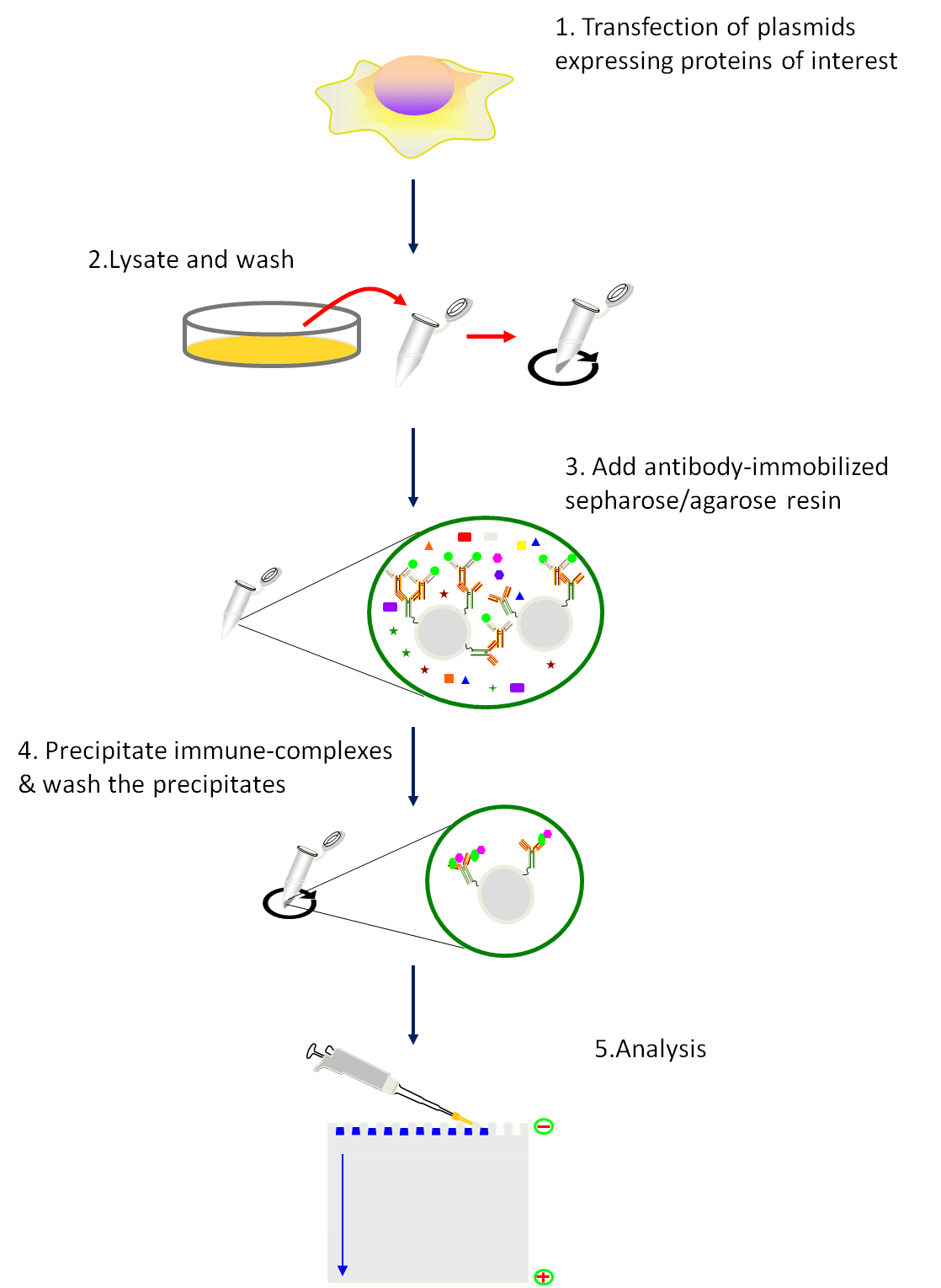 Schematic of  the co-immunoprecipitation procedure