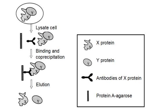 Schematic Diagram of the Principle of Immunoprecipitation