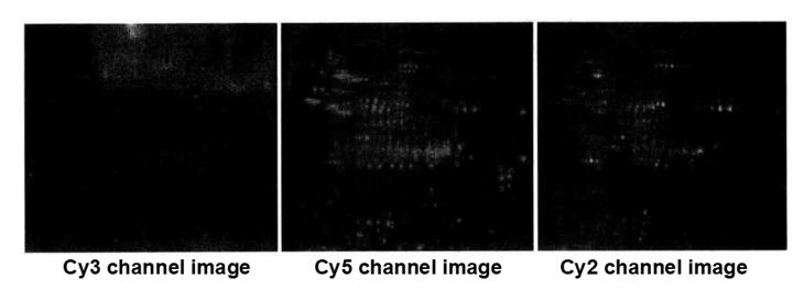 Principle and Protocol of Fluorescence