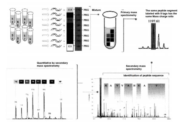 Principle and Protocol of Isotope Labeling