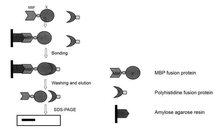 Pull-down Experiment Flow Chart