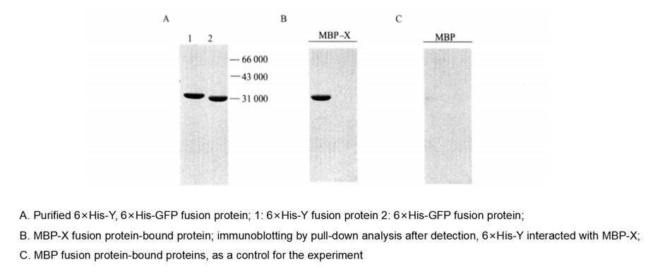 Pull-down Analysis of the Interaction of MBP-X with 6×His-Y protein