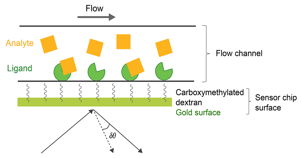 Experimental setup of a SPR experiment