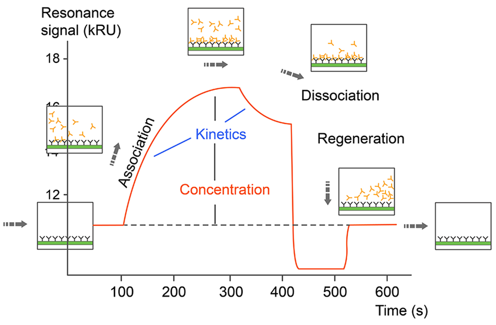 Sensorgram data of SPR