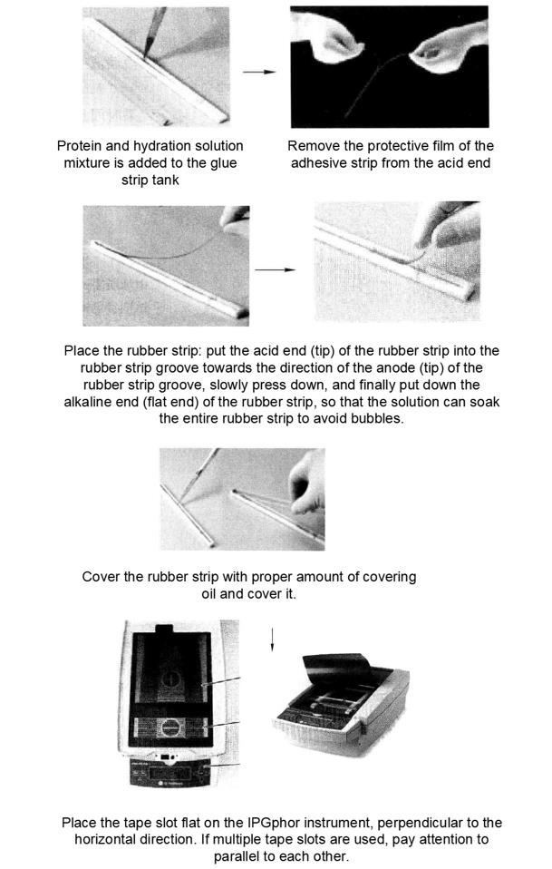 Principle and Protocol of the PRO Q Diamond Staining