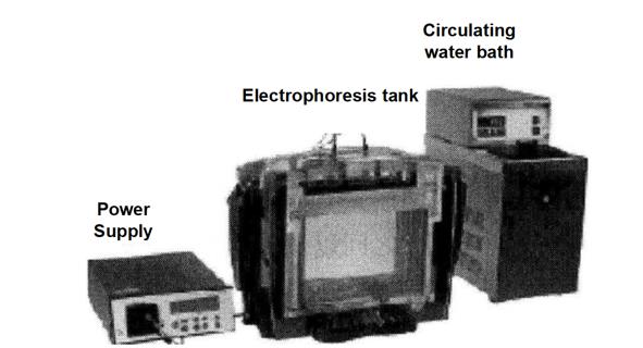 Principle and Protocol of the PRO Q Diamond Staining