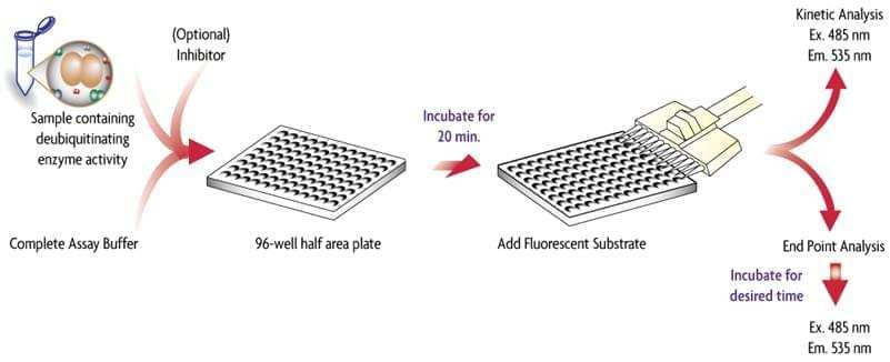 Protein Deubiquitination Assay