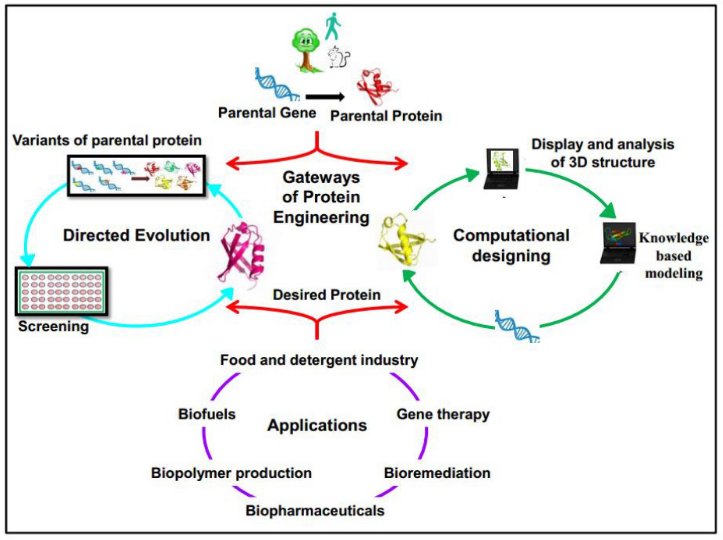 protein engineering with rational design and directed evolution.