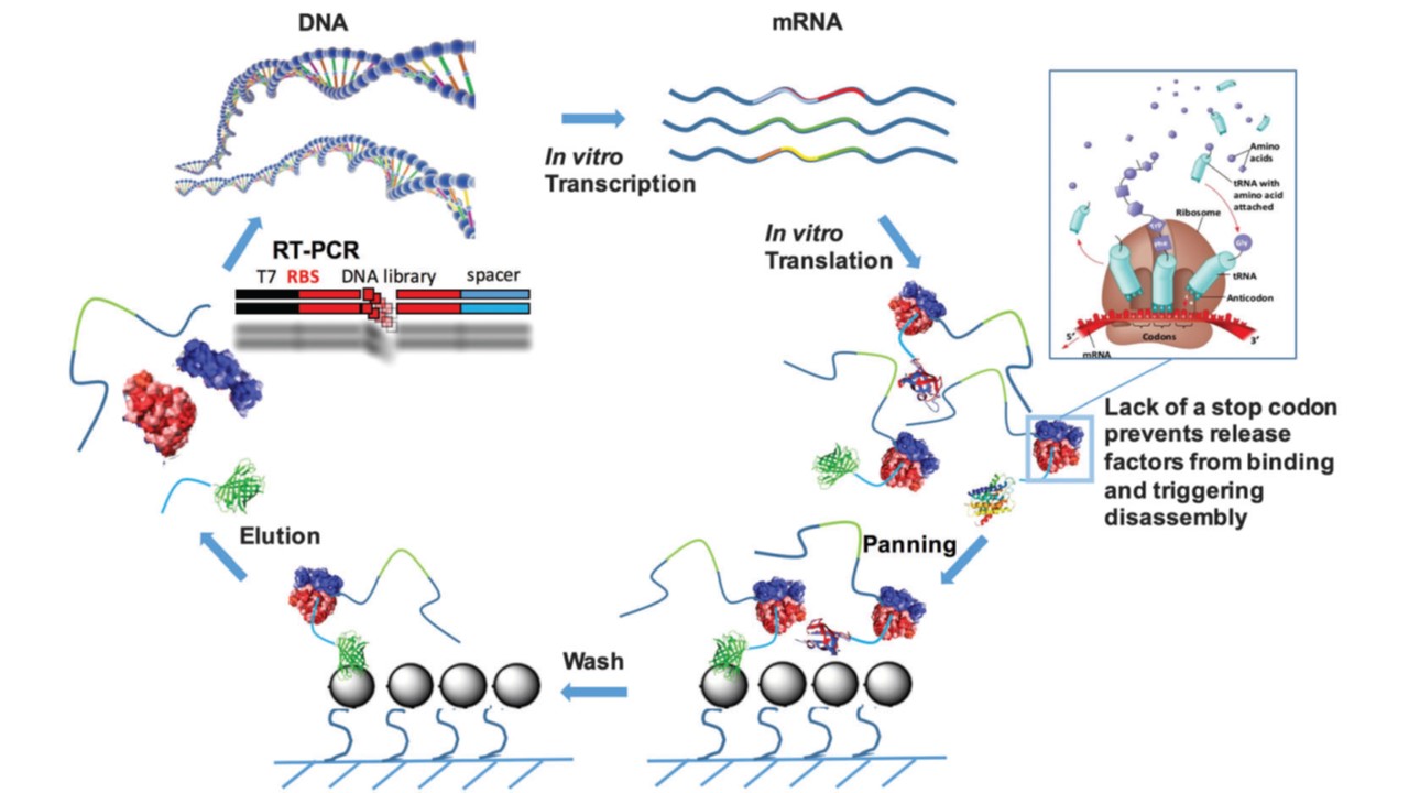 ribosome display, a cell-free display method, in directed evolution.