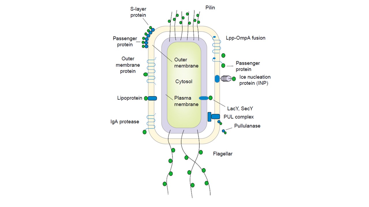 e. coli cell surface display in directed evolution.