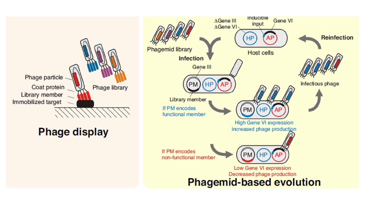 phage display in directed evolution.