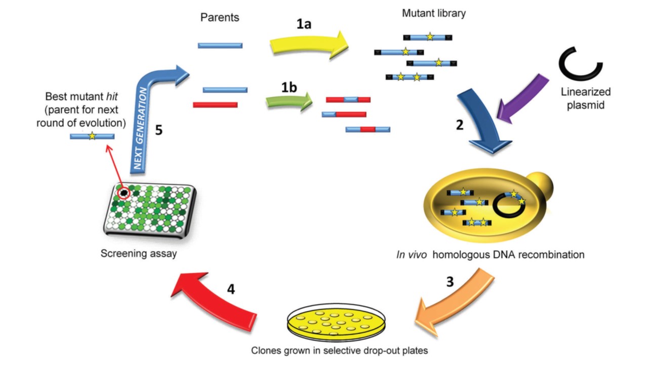 yeast display in directed evolution.