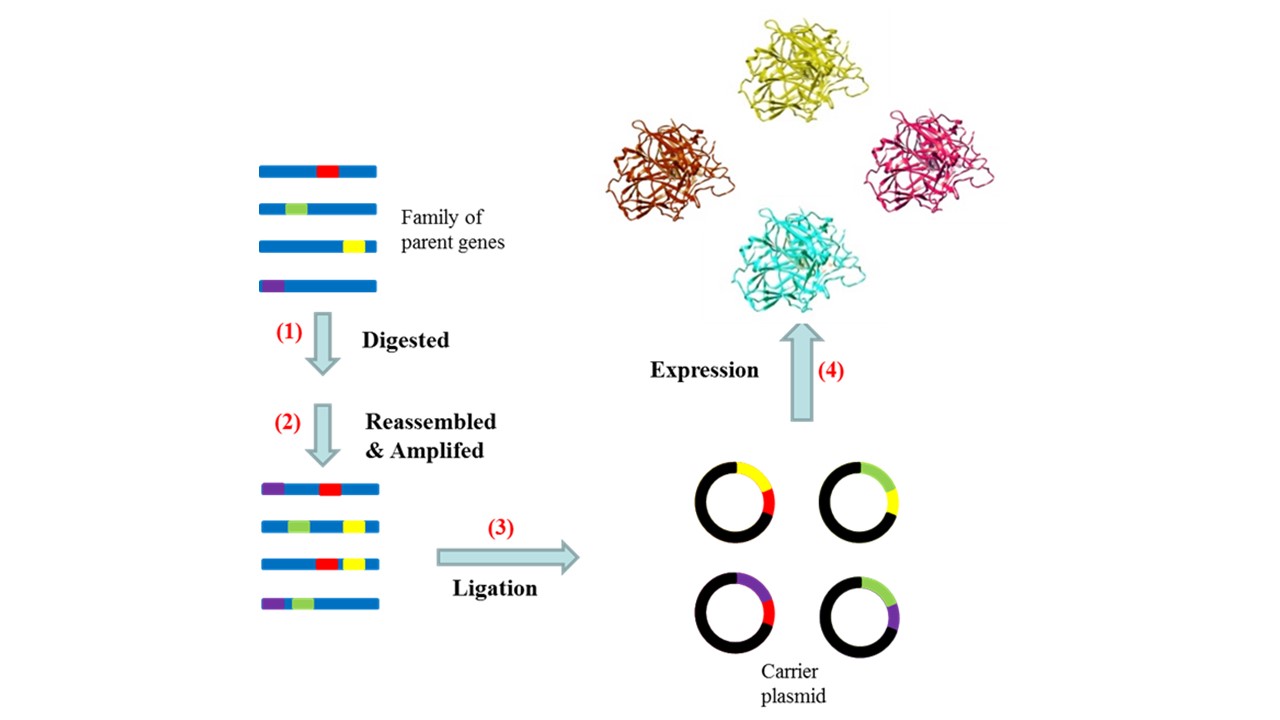 DNA recombination or DNA shuffling in directed evolution.