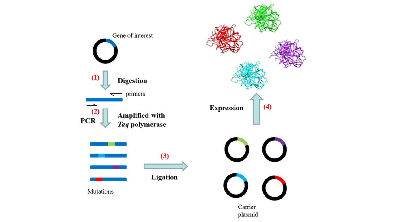 random mutagenesis in directed evolution.