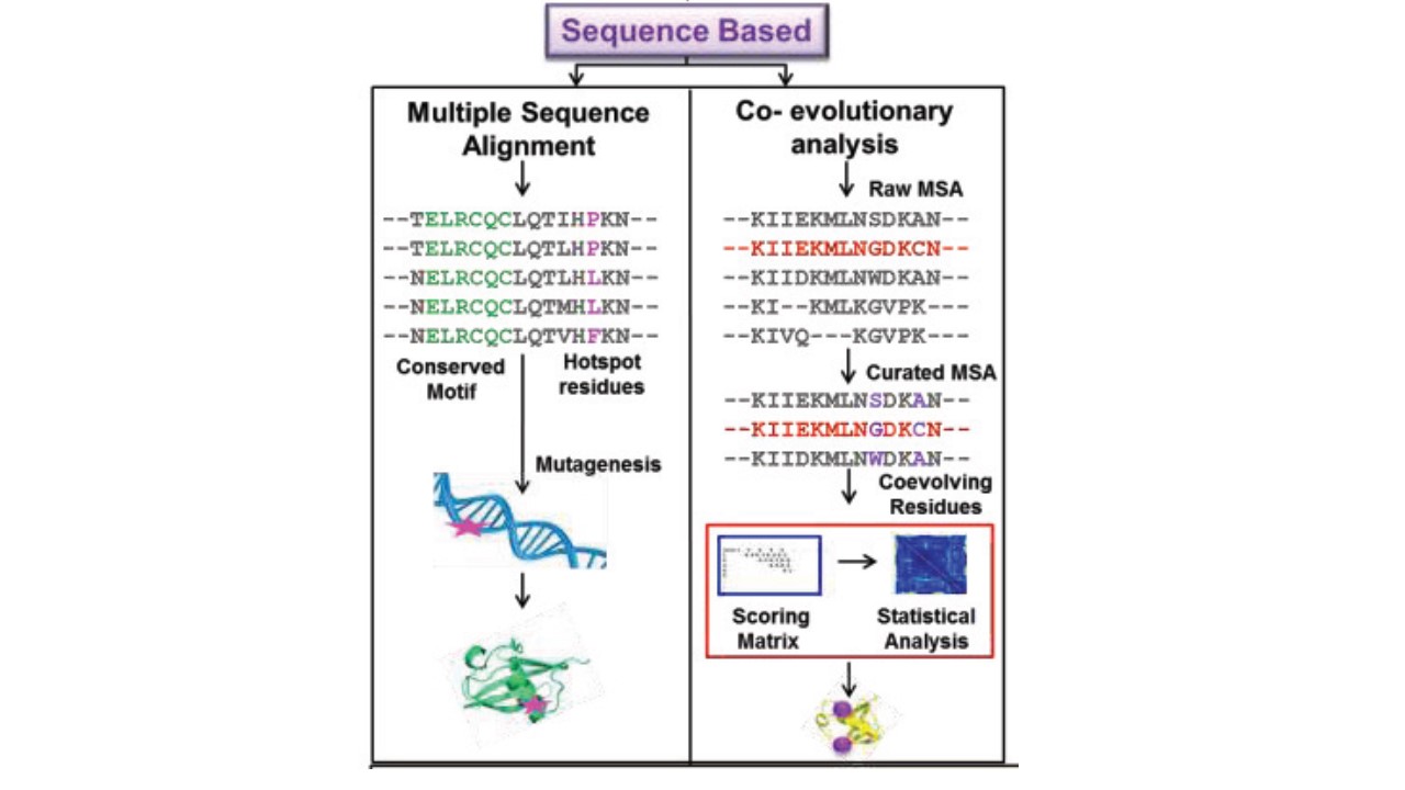 Rational design with sequence based tools.