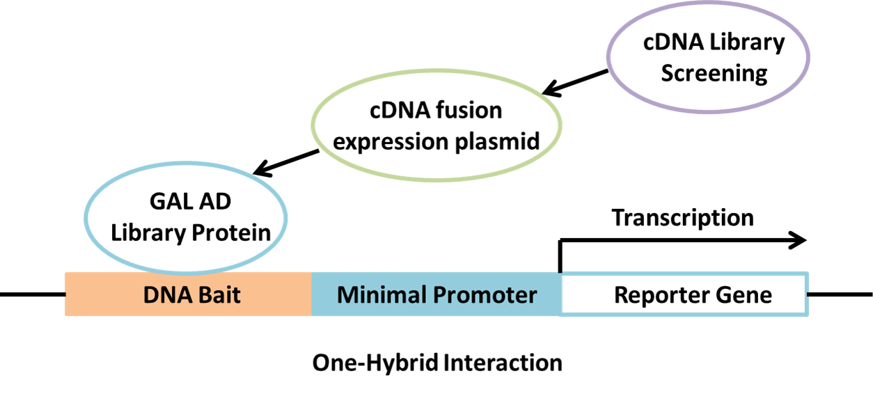 Yeast One-Hybrid Assay