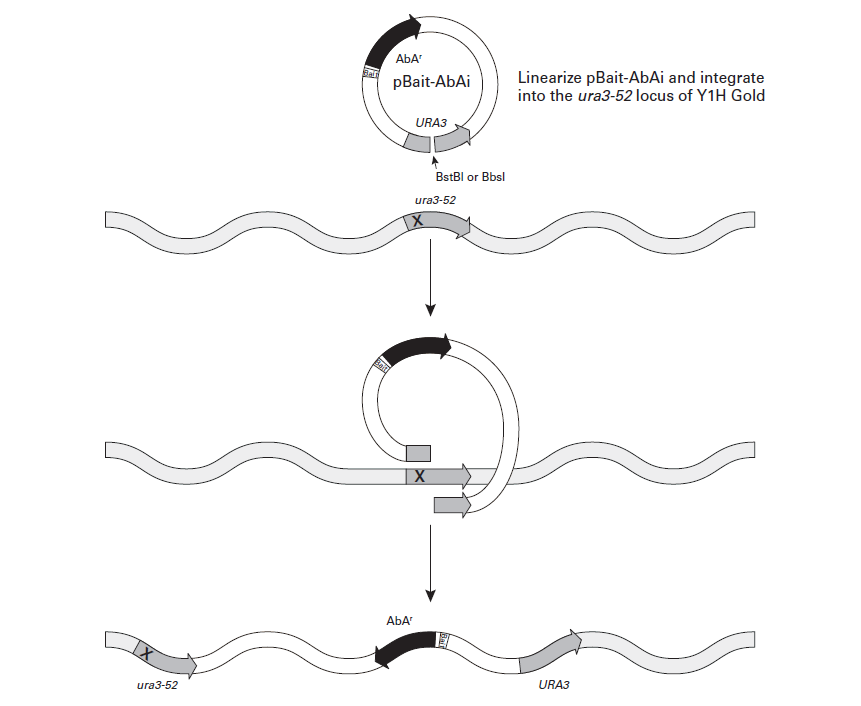 Integrate the pBait-AbAi plasmid into the Y1HGold yeast genome to create a bait/reporter strain