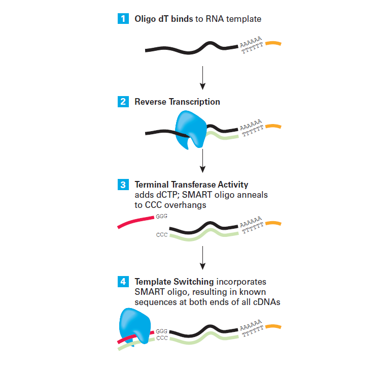 Construct and screen a cDNA library by homologous recombination