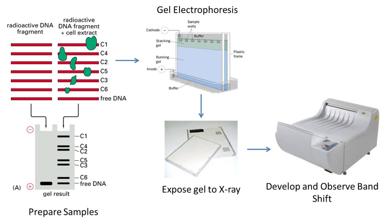 Near-Infrared Fluorescent EMSA Assays or Gel Shift Assays