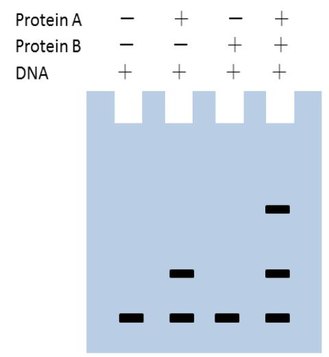Protein Interaction (2) Principle and Protocol of EMSA - Creative BioMart