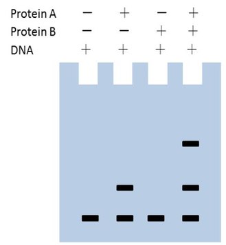   Fig3. EMSA Result 2