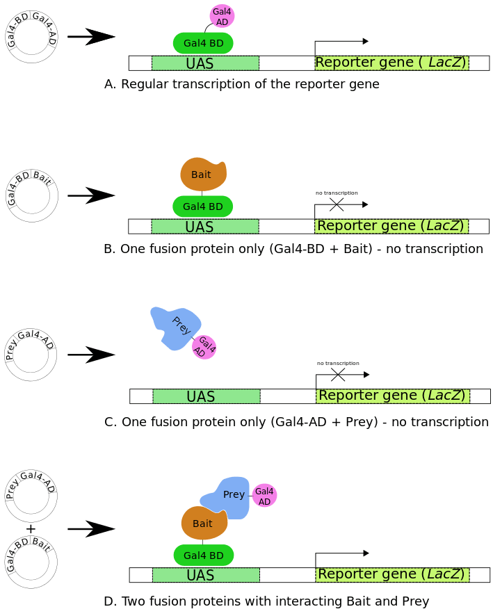 Principle of Yeast-Two-Hybrid