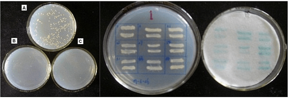  Y2H  assay results.? Result on SD/–Leu/–Trp agar plates; result on SD/–Leu/–Trp/-His agar  plates; result on SD/–Leu/–Trp/–His /X-a-Gal agar plates.