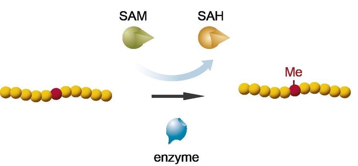 Protein Kinase Assay