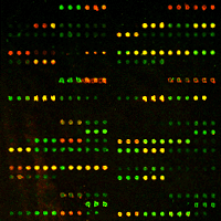 Protein Microarray Service