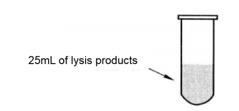 Protocol of Affinity Enrichment of Phosphorylated Proteins