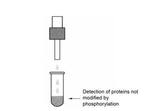 Protocol of Affinity Enrichment of Phosphorylated Proteins