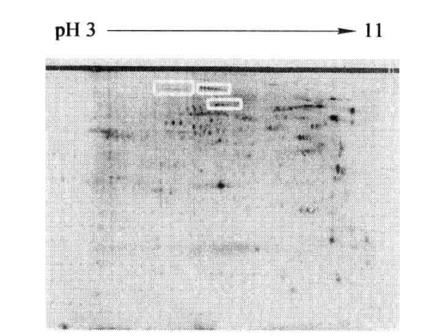 Protocol of Affinity Enrichment of Phosphorylated Proteins