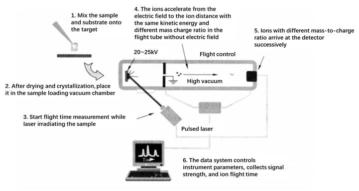 Protocol of Mass Spectrometry Identification of Gel Separated Samples