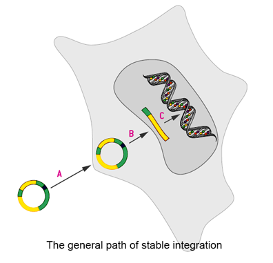 Protocol of Stable Cell Line Generation