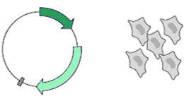 Transfection