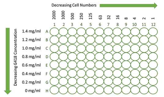 Choose the G418 Concentration