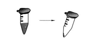 Protocol of the Detection of 32P Radioactive Markers