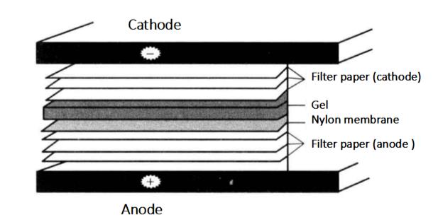 Protocol of the Phosphorylated Antibody Detection Method