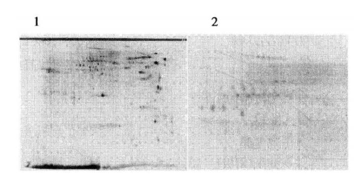 Protocol of the Phosphorylated Antibody Detection Method