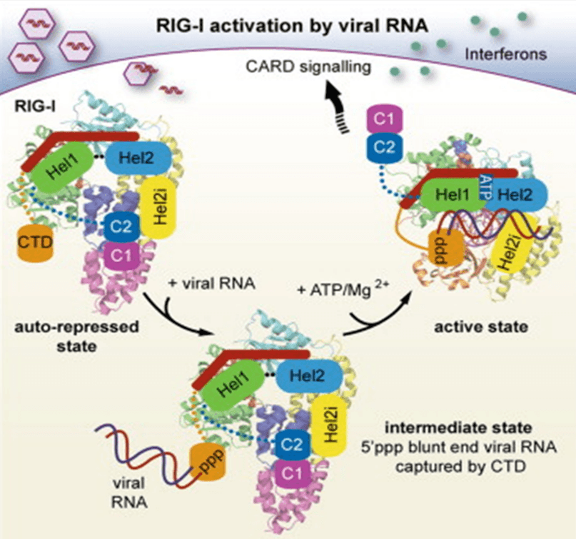 RNA Viruses Triggered Signal Pathway