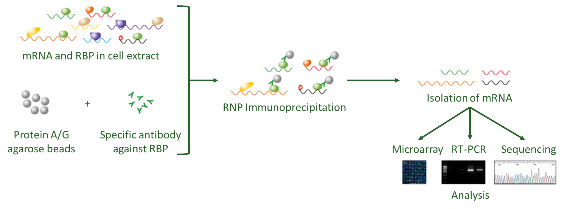 RNA Binding Protein Immunoprecipitation (RIP)