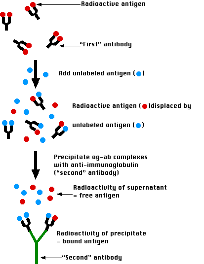 Radioimmunoassay