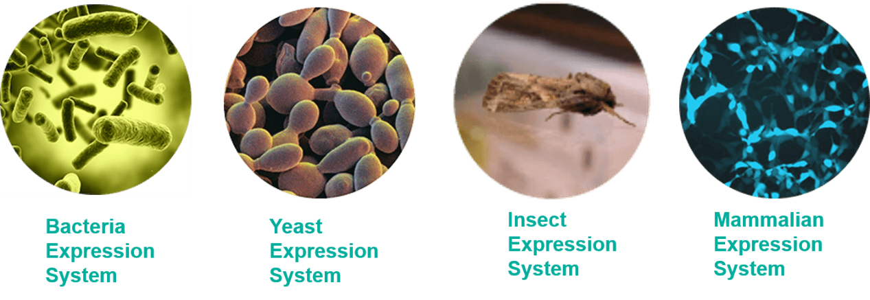 Recombinant Protein and Its Expression Systems