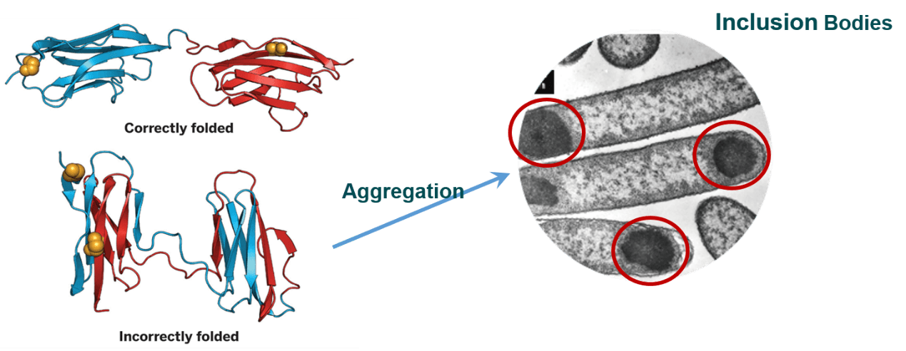 Incorrectly folded and inclusion bodies