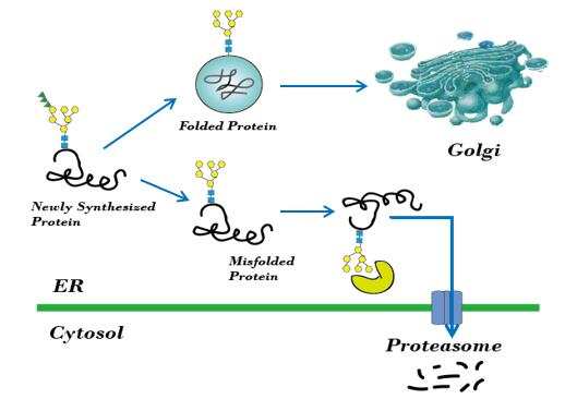 Refolding of Inclusion Body Proteins from <em>E. Coli</em>